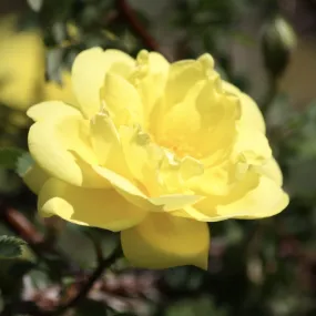 Brighten Your Garden with the Radiant Rose Summer Sunshine Plant