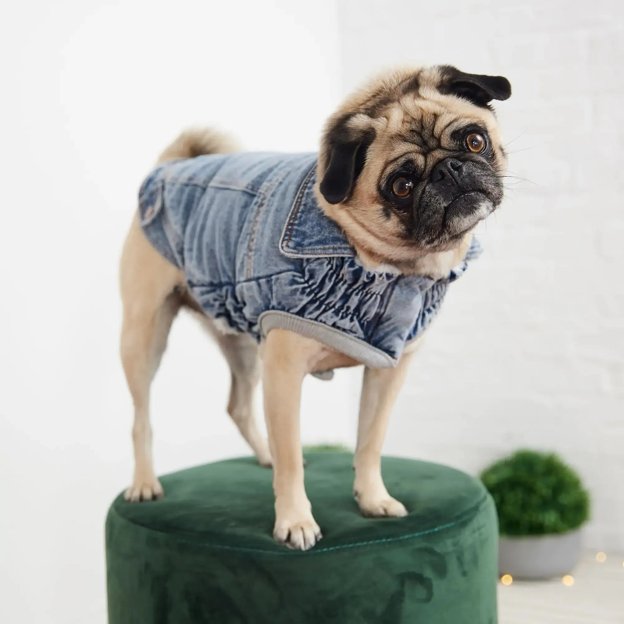 Denim Dog Jacket, Popcorn Sherpa Lining - Light Wash