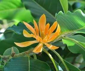 Golden Champaca Michelia champaca 20 Seeds  USA Company