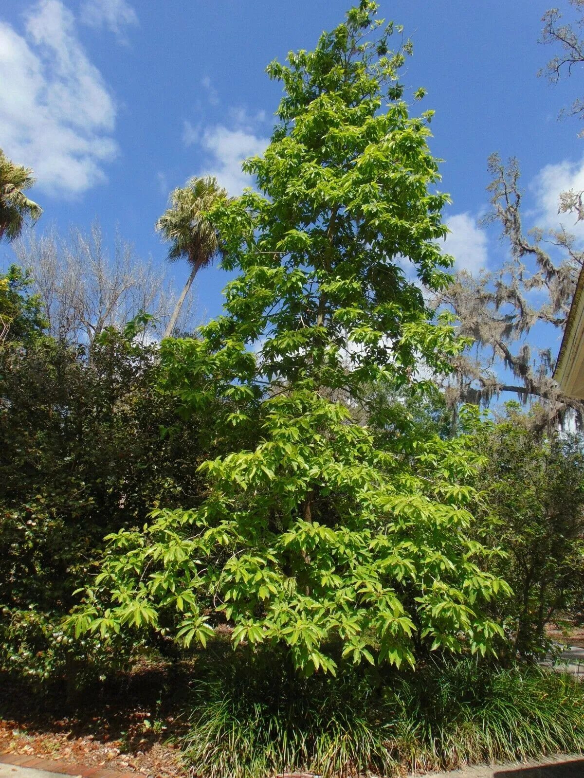 Golden Champaca Michelia champaca 20 Seeds  USA Company